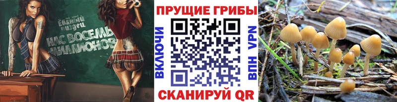Купить где Новоалтайск Псилоцибиновые грибы MAGIC MUSHROOMS
